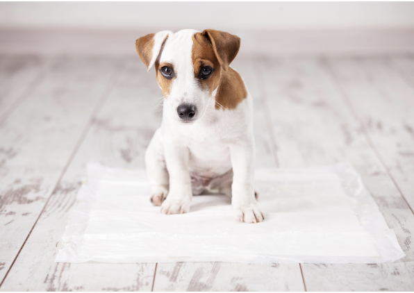 A 6-Month Step-by-Step Guide to Training Your New Puppy