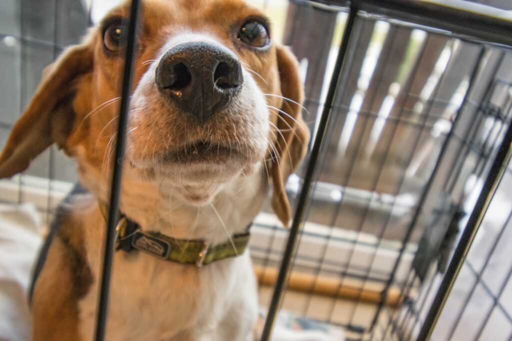 5 Reasons Why You Need a Modern Custom Dog Crate for Your Home Today